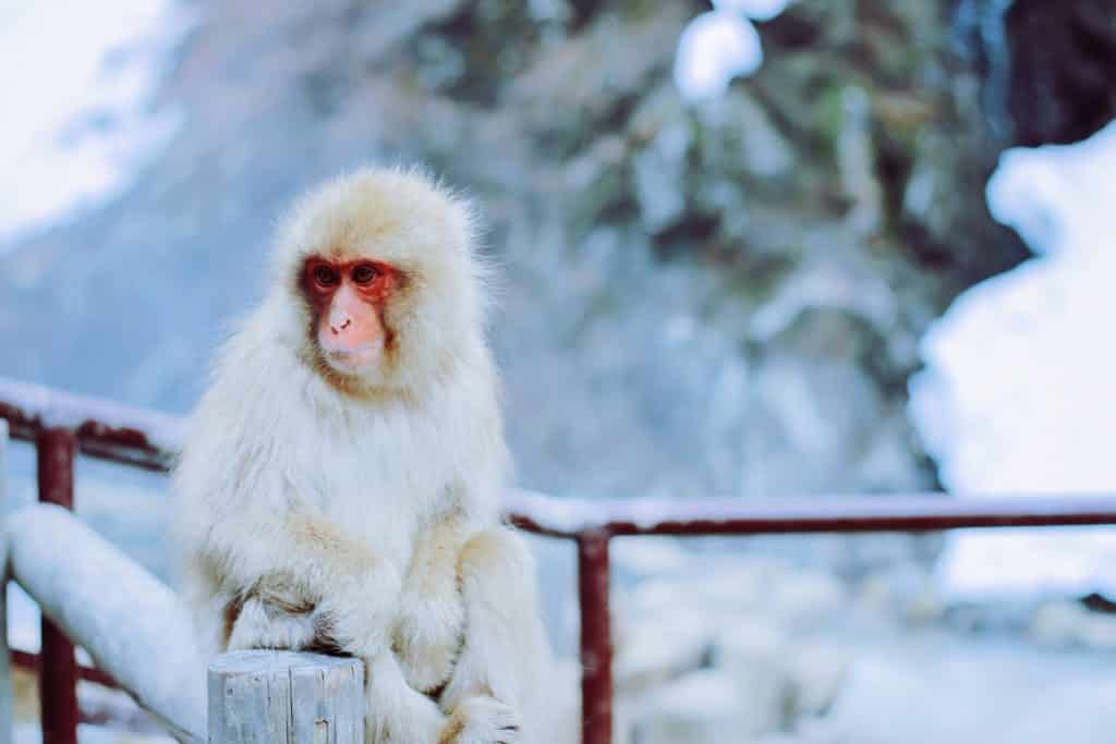 tienes que ver a los monos en el parque de los macacos en Jigokudani Japón