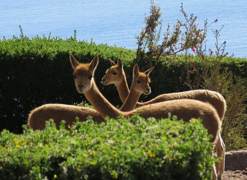 Vicuñas.Fauna Lago Titicaca.Perú. 