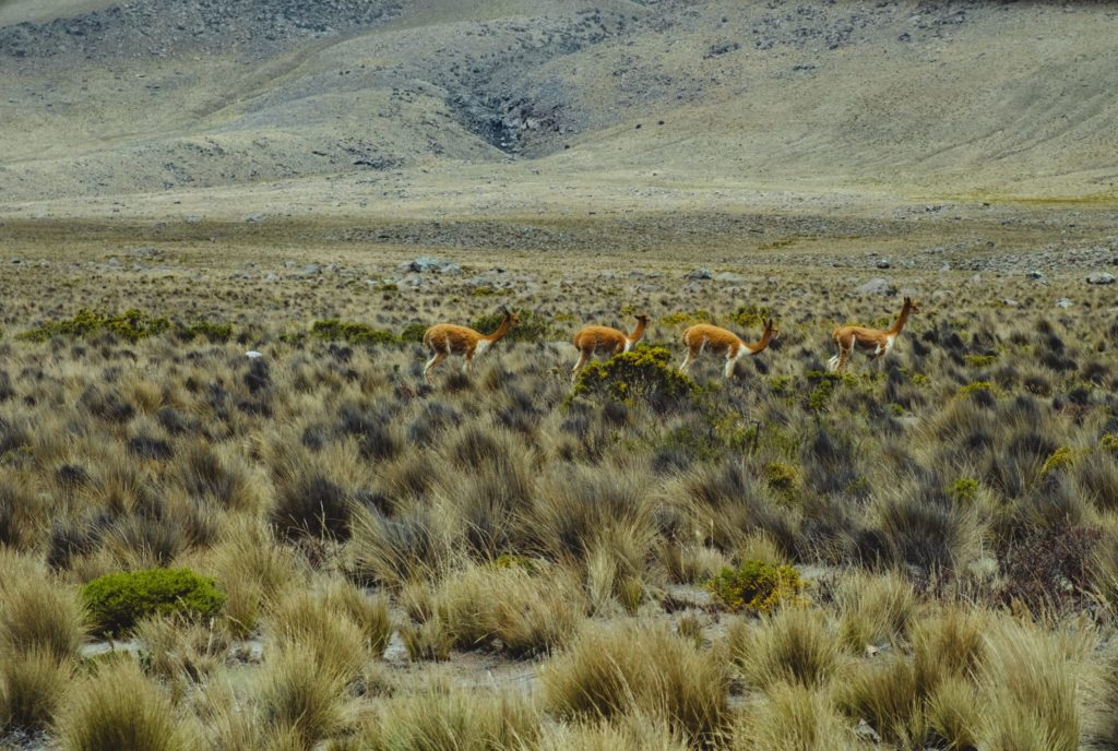 Ichu o Césped de Puna.Flora valle del Colca. VicuñasArequipa.Perú