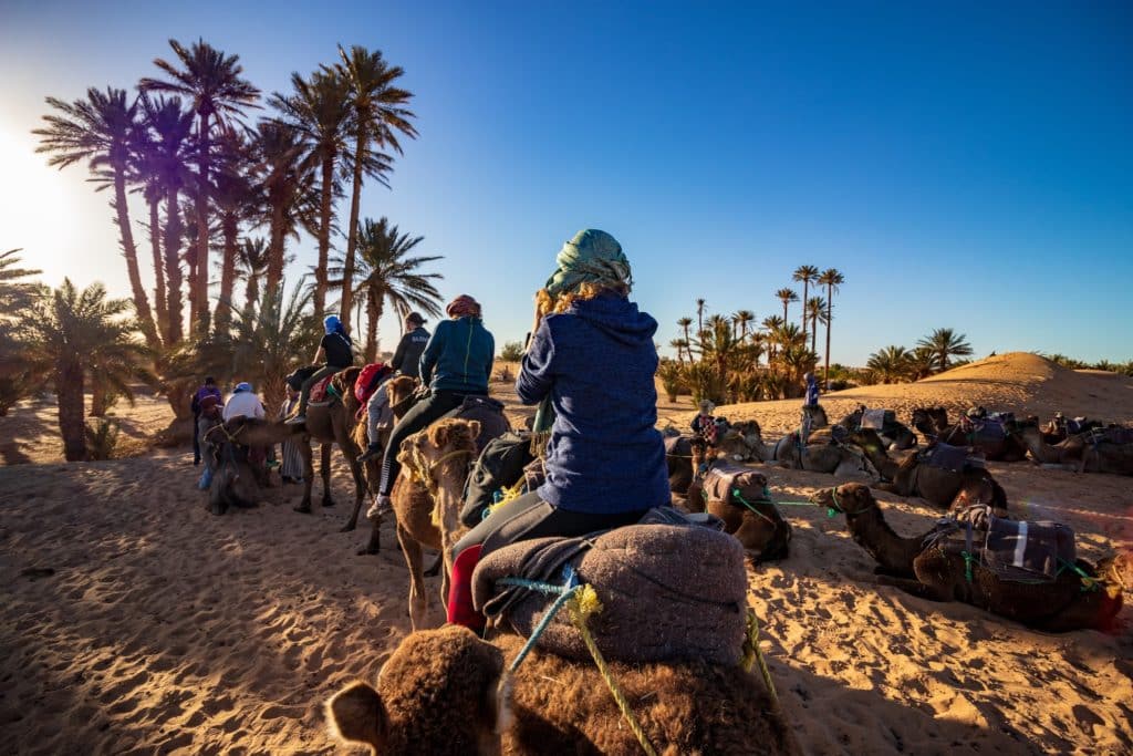 Palmeras en Zagora, desierto de Marruecos, viajar
