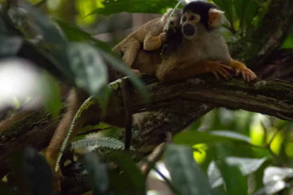 Mono ardilla, una de las especies en el parque nacional del Manu, Perú