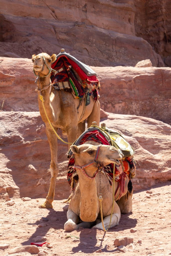 Camellos para pasear en el desierto