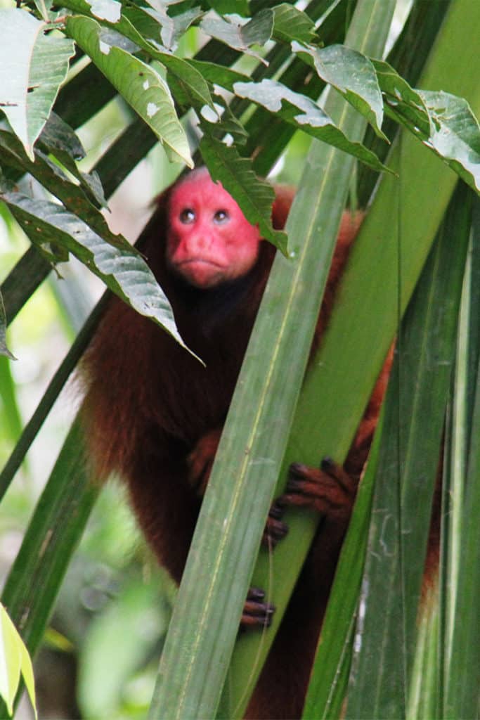 Mono en Iquitos, qué ver en Perú