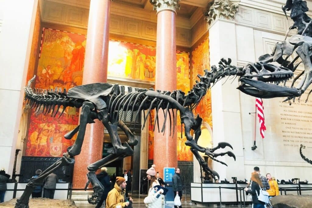 musée américain d´histoires naturelles à New York